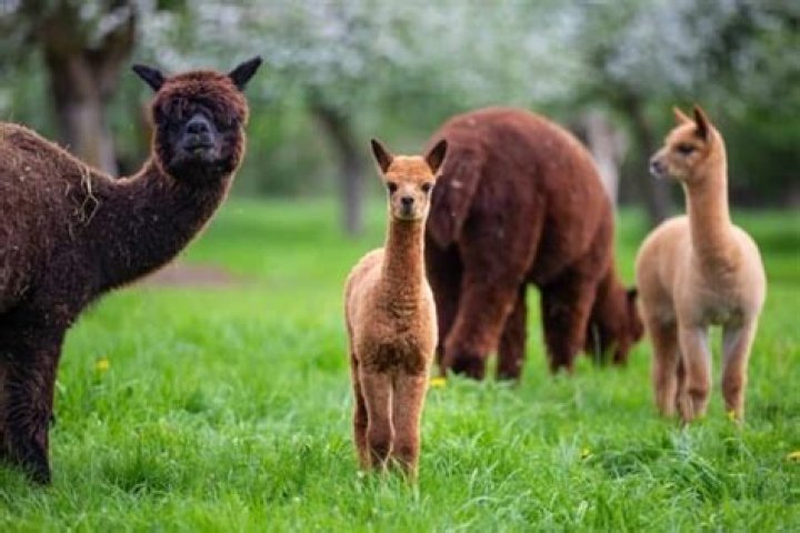 Are alpacas still profitable?