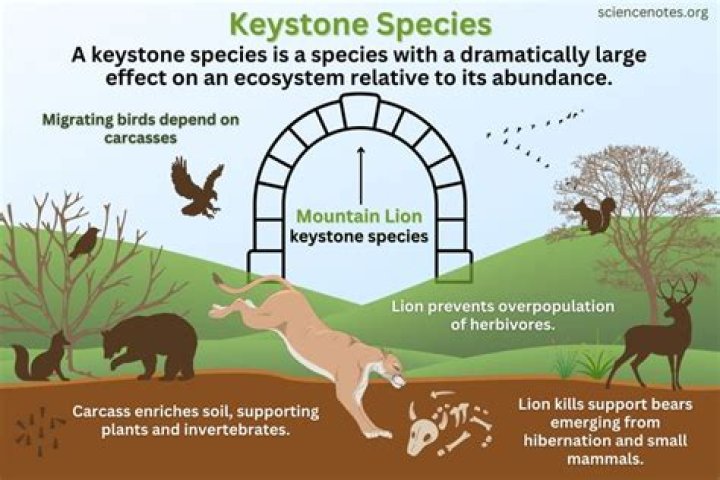 What is Keystone HMO proactive?