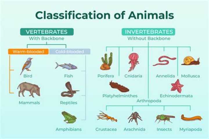 What is s classification?